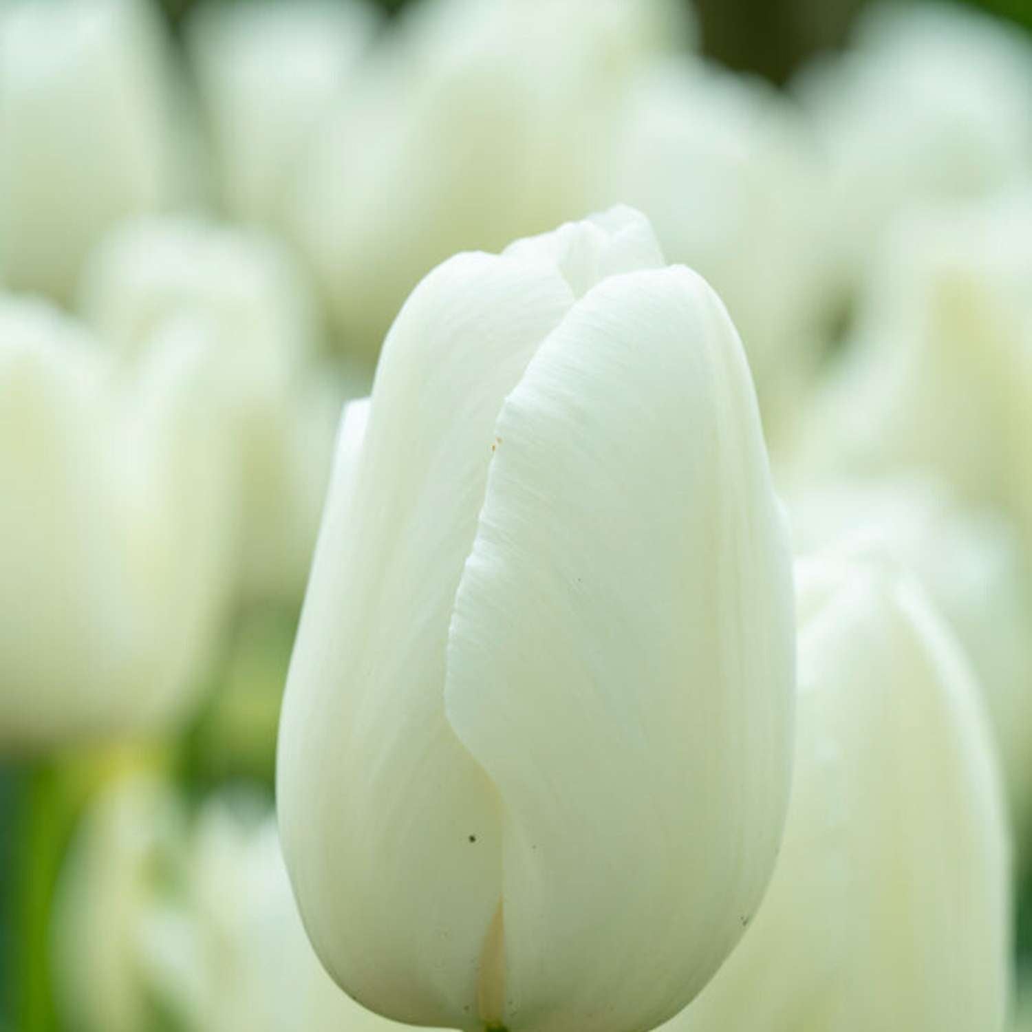Tulipan 'Maureen'